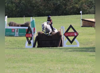 Connemara, Wallach, 14 Jahre, 148 cm, Schimmel