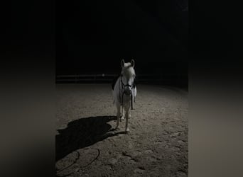 Connemara Mix, Wallach, 14 Jahre, 152 cm, Schimmel