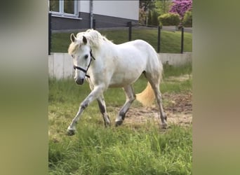 Connemara Mix, Wallach, 14 Jahre, 152 cm, Schimmel