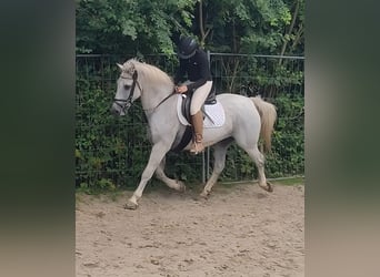 Connemara, Wallach, 14 Jahre, 154 cm, Fliegenschimmel