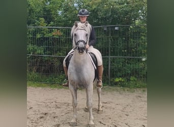 Connemara, Wallach, 14 Jahre, 154 cm, Fliegenschimmel