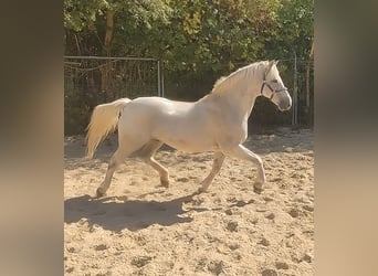 Connemara, Wallach, 14 Jahre, 155 cm, Fliegenschimmel