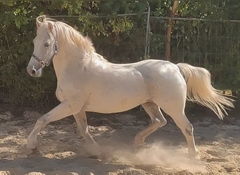 Connemara, Wallach, 14 Jahre, 155 cm, Fliegenschimmel