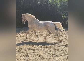 Connemara, Wallach, 14 Jahre, 155 cm, Fliegenschimmel