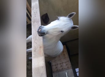 Connemara, Wallach, 15 Jahre, 143 cm, Schimmel