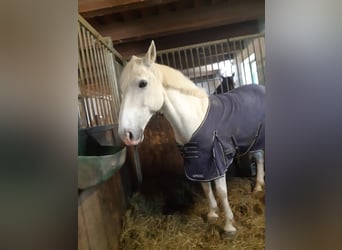 Connemara, Wallach, 15 Jahre, 148 cm, Schimmel