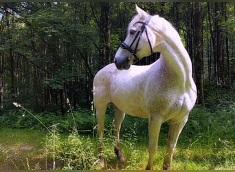 Connemara, Wallach, 15 Jahre, 149 cm, Schimmel