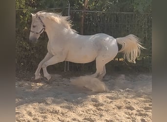 Connemara, Wallach, 15 Jahre, 155 cm, Fliegenschimmel