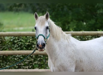 Connemara, Wallach, 16 Jahre, 146 cm, Schimmel