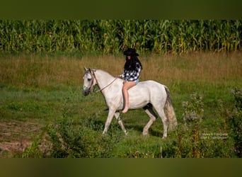 Connemara, Wallach, 16 Jahre, 151 cm, Schimmel