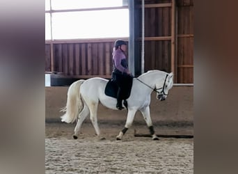 Connemara, Wallach, 16 Jahre, 151 cm, Schimmel