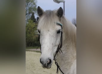 Connemara Mix, Wallach, 17 Jahre, 138 cm, Schimmel