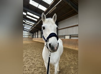 Connemara, Wallach, 17 Jahre, Schimmel