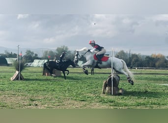 Connemara, Wallach, 18 Jahre, 148 cm