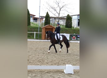 Connemara, Wallach, 18 Jahre, 152 cm, Brauner