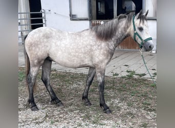Connemara, Wallach, 1 Jahr, 143 cm, Schimmel