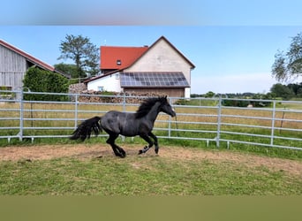Connemara, Wallach, 1 Jahr, 145 cm, Rappschimmel