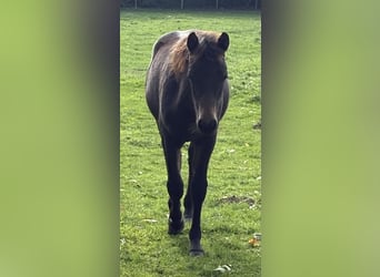 Connemara, Wallach, 1 Jahr, 148 cm, Schwarzbrauner