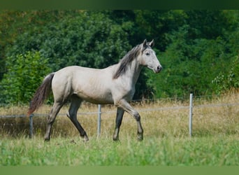 Connemara, Wallach, 1 Jahr, Schimmel