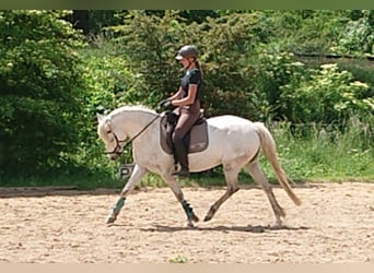 Connemara, Wallach, 1 Jahr, Schimmel