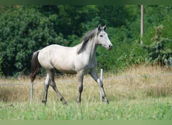 Connemara, Wallach, 1 Jahr, Schimmel