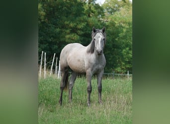 Connemara, Wallach, 1 Jahr, Schimmel