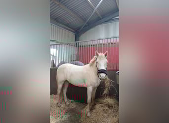 Connemara, Wallach, 2 Jahre, 130 cm
