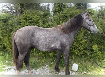 Connemara, Wallach, 2 Jahre, 142 cm, Schimmel