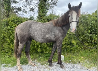 Connemara, Wallach, 2 Jahre, 142 cm, Schimmel