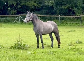 Connemara, Wallach, 2 Jahre, 143 cm, Apfelschimmel