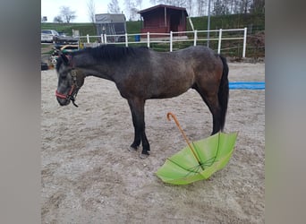 Connemara, Wallach, 2 Jahre, 145 cm, Schimmel