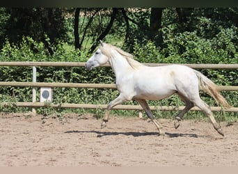 Connemara, Wallach, 2 Jahre, 147 cm, Schimmel