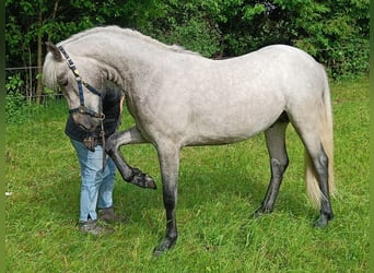 Connemara, Wallach, 2 Jahre, 148 cm, Kann Schimmel werden