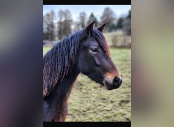 Connemara, Wallach, 2 Jahre, 148 cm, Schwarzbrauner