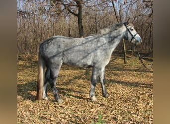 Connemara Mix, Wallach, 3 Jahre, 138 cm, Schimmel