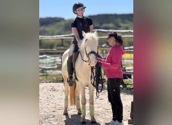 Connemara, Wallach, 3 Jahre, 140 cm, Cremello