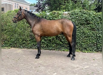 Connemara, Wallach, 3 Jahre, 144 cm, Brauner