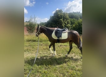 Connemara Mix, Wallach, 3 Jahre, 145 cm, Brauner