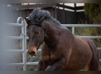 Connemara Mix, Wallach, 3 Jahre, 145 cm, Brauner