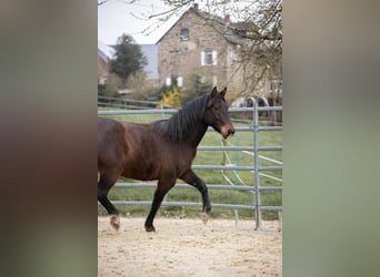 Connemara Mix, Wallach, 3 Jahre, 145 cm, Brauner