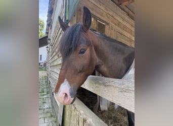 Connemara Mix, Wallach, 3 Jahre, 145 cm, Brauner