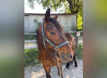 Connemara Mix, Wallach, 3 Jahre, 145 cm, Dunkelbrauner