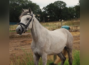 Connemara, Wallach, 3 Jahre, 145 cm