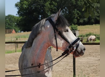 Connemara, Wallach, 3 Jahre, 145 cm