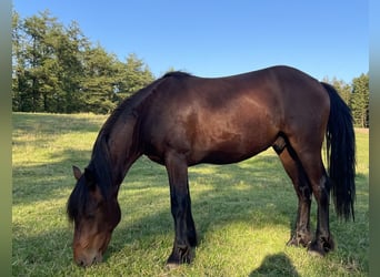 Connemara Mix, Wallach, 3 Jahre, 146 cm, Brauner