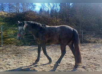 Connemara, Wallach, 3 Jahre, 146 cm, Schimmel