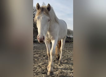 Connemara, Wallach, 3 Jahre, 147 cm, Cremello