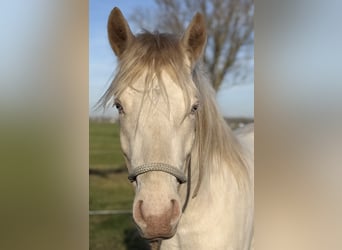 Connemara, Wallach, 3 Jahre, 147 cm, Cremello