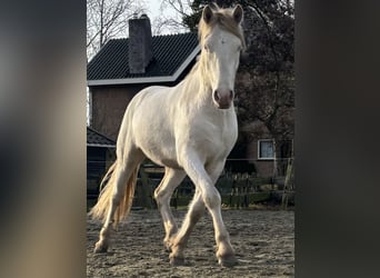 Connemara, Wallach, 3 Jahre, 147 cm, Cremello