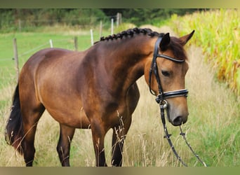 Connemara, Wallach, 3 Jahre, 147 cm, Falbe